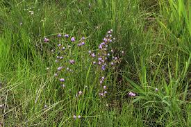 Image result for Cyanotis vaga