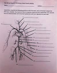 Related posts of the human blood vessels labeled digestive system worksheet. Solved Bio 220 Lab Week 12 Worksheet Blood Vessel Labelin Chegg Com