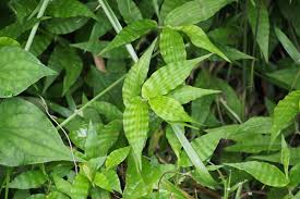 Image result for Oplismenus