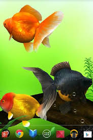 Follow the vibe and change your wallpaper every day! Gold Fish 3d Live Wallpaper Apk Latest Version For Android