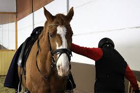 Wie du die app am besten nutzt, zeigen wir dir hier. Reiten Mit Handicap Pferdemagazin