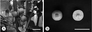 Image result for Citropsis