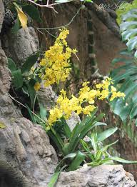 Hotels near lincoln visitor information centre. Yellow Flowers Photos Taken At Lincoln Park Zoo In Chicago Throughmyeyes Jkm Flickr