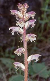 Image result for Orobanche minor