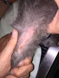 Signs of Allergies in Cats - Your Vet Wants You to Know