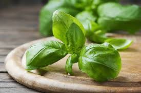 Cara mengenal pasti pokok ceri. Mirip Kemangi Ini 7 Khasiat Daun Basil Untuk Kesehatan