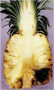 Pineapple - Diseases