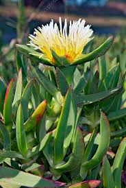 Image result for Carpobrotus