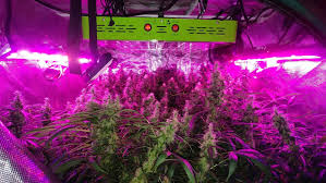 Mars Reflector 192 1000w Led Grow Light Mars Hydro Led Grow Lights Grow Lights Led Grow