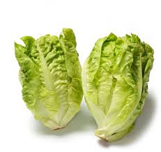 Image result for Lactuca setosa