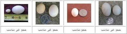 والأنثى في خمسة أثواب من قطن إزار وخمار وقميص ولفافتين. Ø³ÙˆÙ‚ Ø§Ù„Ø­Ù…Ø§Ù… ÙÙŠ Ø¨Ù†ÙŠ Ø³ÙˆÙŠÙ Ø¨ÙŠØ¶ Ø§Ù„Ø­Ù…Ø§Ù… Ù…Ù† Ø¹Ù„Ø§Ù…Ø§Øª Ø§Ù‚ØªØ±Ø§Ø¨ ÙˆØ¶Ø¹ Ø§Ù„Ø¨ÙŠØ¶ Ø£Ù† ÙŠØªØ¨Ø¹ Ø§Ù„Ø°ÙƒØ± Ø§Ù„Ø£Ù†Ø«Ù‰ ÙƒÙ„Ù…Ø§ Ø®Ø±Ø¬Øª Ù…Ù† Ø§Ù„Ø¹Ø´ ÙˆÙ„Ùˆ ÙƒØ§Ù† Ø®Ø±ÙˆØ¬Ù‡Ø§ Ù„Ù„ØªØºØ°ÙŠØ© ÙˆÙŠØ·Ø§Ø±Ø¯Ù‡Ø§ Ø§Ù„Ø°ÙƒØ± Ø­ØªÙ‰ ØªØ±Ø¬Ø¹ Ù„Ù„Ø¹Ø´ ÙˆØ°Ù„Ùƒ Ø¨Ø§Ù„Ù†Ù‚Ø± Ø¹Ù„Ù‰