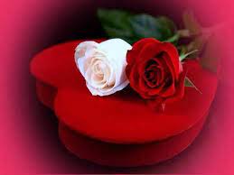 صور ورد وقلوب بوستات حب و رومانسية للفيس بوك beautiful rose flowers valentines roses rose