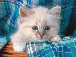 صور قطط صور قطط حلوة صور اجمل قطط 2014 Photos Cats 2014 Kittens Cutest Cute Fluffy Kittens Fluffy Animals