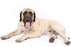 Mastiff Dog Breed Information