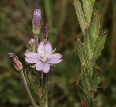 Image result for Epilobium stereophyllum