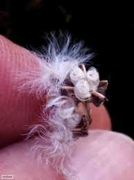 Image result for Eriospermum andongense