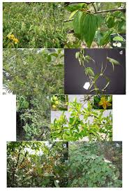 Image result for Grewia flavescens