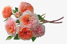 All our images are transparent and free for personal use. Rose Bunch Png Images Free Transparent Rose Bunch Download Kindpng