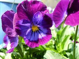 Did You Taste That Pansies Pansies Flowers Flocks Flower