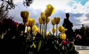 Festival kontemporer sekarang berlangsung setiap musim semi. Bunga Tulip Bermekaran Di Taman Emirgan Istanbul Turki Anadolu Agency