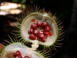 Image result for Bixaceae