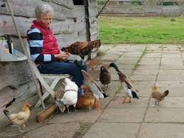 Wir geben tipps, damit die hühnerhaltung im garten auch gelingt. Meine Ernte Huhnerhaltung Im Garten