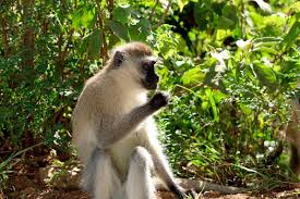 KWS kills four wild monkeys amid rampant attacks on Kitale residents | Daily Nation