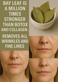 Bay leaf wrinkle-reducing properties for anti-aging