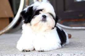 2021 satilik shih tzu fiyatlari panosundaki pin