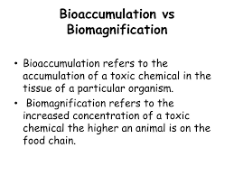Ppt Bioaccumulation Powerpoint Presentation Free Download Id 2019225