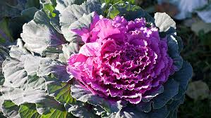 Flowers that last all year in texas. The Most Beautiful Winter Plants Of Houston Plants For All Seasons Since 1973