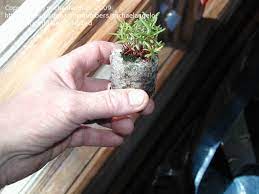 It doesn't require any special gardening skills or experiences. Propagation Portulaca Moss Rose Seedlings 1 By Michaelangelo