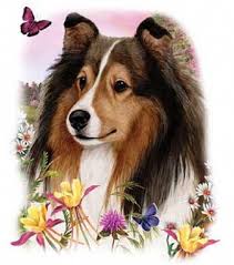 Black And White Sheltie Stuffed Animal Shetland Sheepdog Energetic And Playful Shetland Sheepdog Sheltie Dogs Sheltie