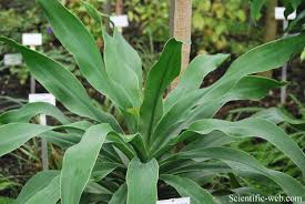 Image result for Dracaena steudneri