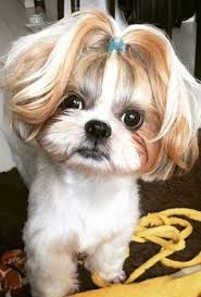 These popular shih tzu haircuts depend mostly on your own personal preferences and lifestyle, and each are interchangeable to create a unique look for your dog. Pomeranian Shih Tzu Haircuts Online
