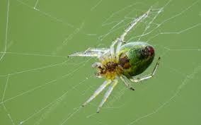 We did not find results for: Green Orb Weaver Spider Stock Image C029 1785 Science Photo Library
