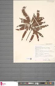 Image result for Faurea rochetiana