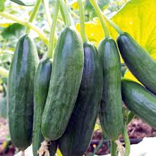 Transplanted cucumber plants should be spaced depending on their variety's requirements. Cucumber Grafted Plant Mini Star Dobies