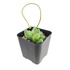 Image result for Urochloa marlothii