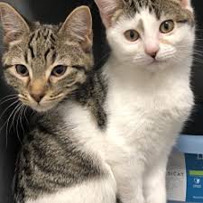 3,033 likes · 120 talking about this · 117 were here. Second Chance Pet Adoptions Scpakc In Kansas City Missouri