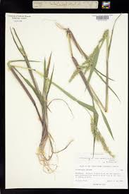 Image result for Echinochloa crus-pavonis