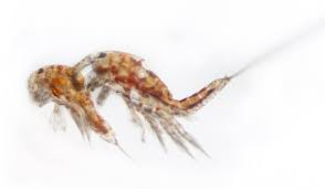 Image result for Hypoxis kilimanjarica