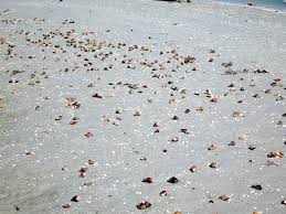 Since 1979, the sanibel congregational united church of christ hosts a christmas eve service on the lighthouse beach for all ages at sunset. Sanibel Island Highlights Peanut Butter Fingers