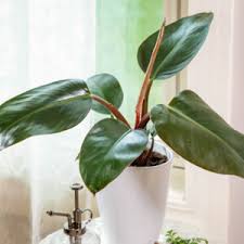 Image result for Filodendron Philodendron