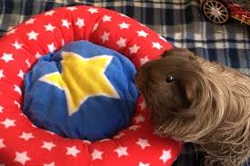 Check out the easy diy tutorial below. Best Guinea Pig Beds Hideouts Hammocks 2021 Tips Buying Guide