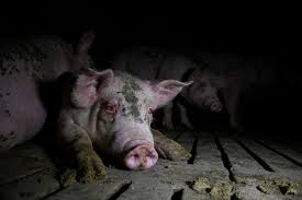 On picter, register for the 2021 world press photo contest. 4kcdpl3mzf6o M