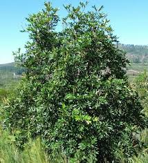 Image result for Cunonia capensis