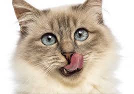 Onions, broccoli, and potatoes are vegetables that are bad for cats. Can Cats Drink Almond Milk Or Is It A Forbidden Treat