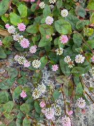 Image result for Buchnera capitata