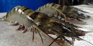 Udang Windu Penaeus Monodon Biasa Dikenal Dengan Nama Black Tiger Shrimp Merupakan Spesies Udang Laut Yang Bisa Mencapai Hingga U Ikan Cupang Binatang Udang